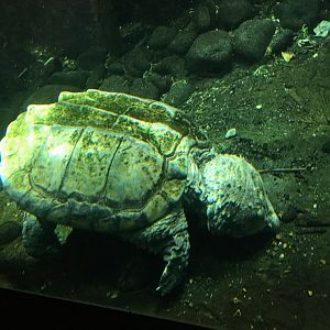 Alligator snapping turtle