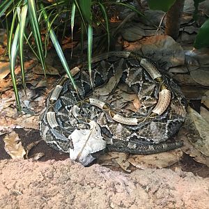 gaboon viper