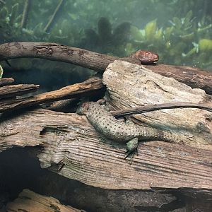 Caiman lizards