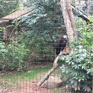 Lappet-faced vulture