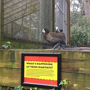 White-faced whistling ducks