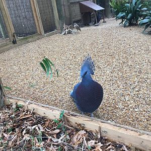 Victoria crowed pigeon