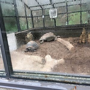 African spurred tortoises