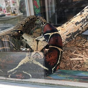 Boa constrictor