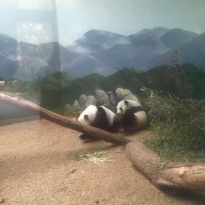 Giant panda sisters