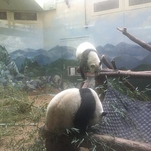 giant panda sisters