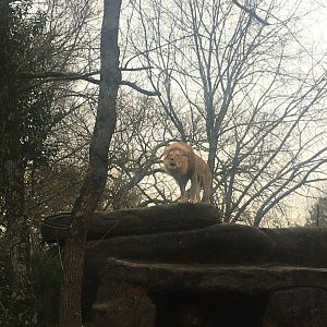 Lion on top of rock