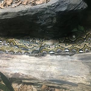 Reticulated python