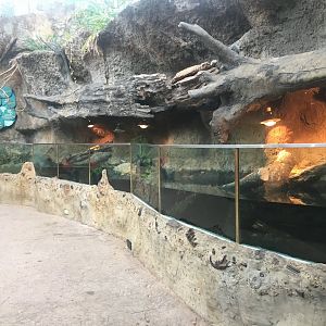 Yellow-blotched map turtle exhibit