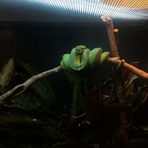 green tree python