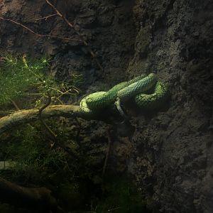 Sri Lankan pit viper