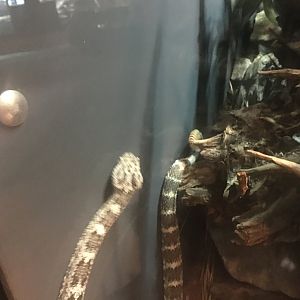 Speckled rattlesnake