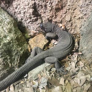 Black beaded lizard