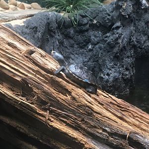 Diamondback terrapin