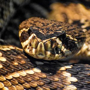 Eastern Diamondback Rattlesnake