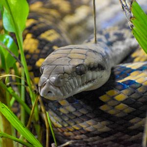 Australian Scrub Python