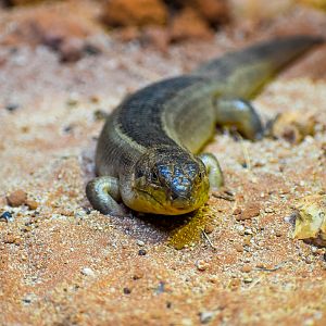 Yakka Skink