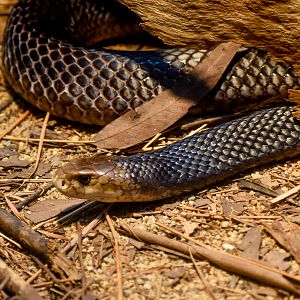 Eastern Brown Snake