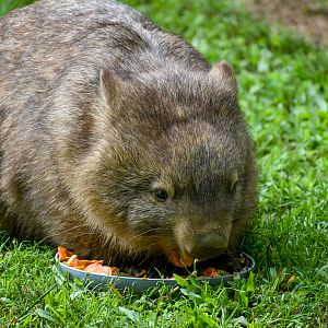 Wombat Breakfast