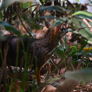 Balabac Chevrotain, ABH