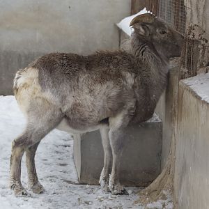 Tianshan Argali/ Ovis ammon karelini