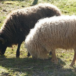 Ouessant Sheep, March 2022