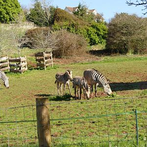 Hartmann's Mountain Zebra, March 2022