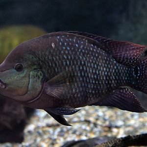 Fish ID (Oniria Aquarium - Canet-en-Roussillon, France)