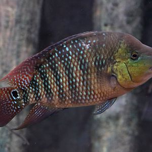 Fish ID (Oniria Aquarium - Canet-en-Roussillon, France)