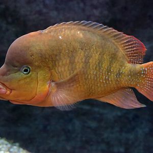Fish ID (Oniria Aquarium - Canet-en-Roussillon, France)