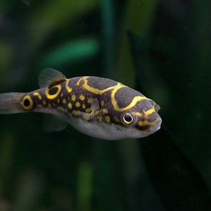 Fish ID (Oniria Aquarium - Canet-en-Roussillon, France)