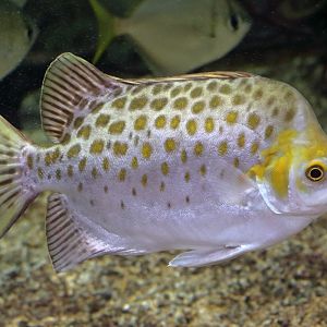 Fish ID (Oniria Aquarium - Canet-en-Roussillon, France)