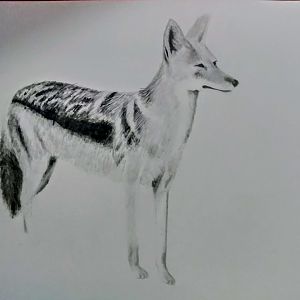 Black-backed jackal