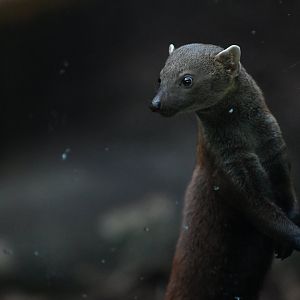 Eastern Ring-tailed Vontsira