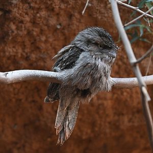 Tawny Frogmouth