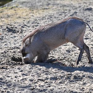 Northern Warthog piglet