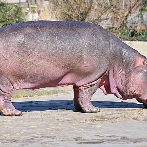 Common Hippo