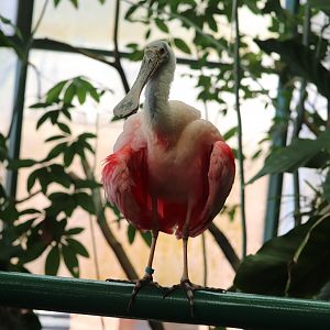 Amazonia - Roseate Spoonbill