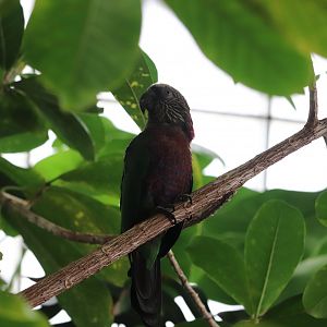Amazonia - Hawk-Headed Parrot