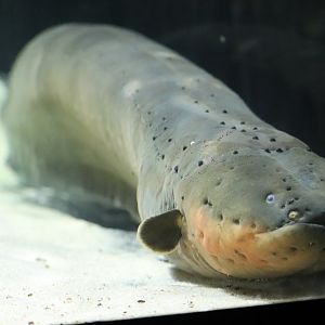 Amazonia - Electric Eel