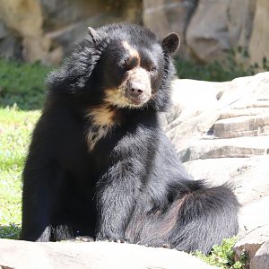 Smithsonian National Zoo - Andean Bear - Brienne
