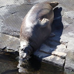 American Trail - Gray Seal - Gunther