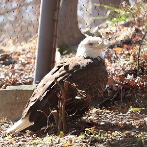 American Trail - Bald Eagle