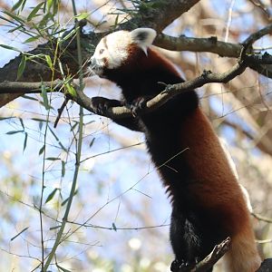 Asia Trail - Red Panda