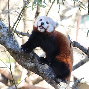 Asia Trail - Red Panda