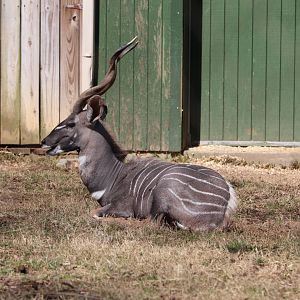Cheetah Conservation Station - Lesser Kudu - Garrett
