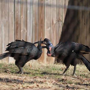 Cheetah Conservation Station - Abyssinian Ground Hornbill - Karl & Karoline