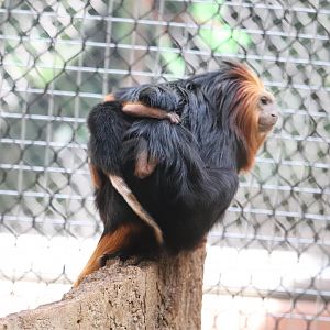 Small Mammal House - Golden-Headed Lion Tamarin