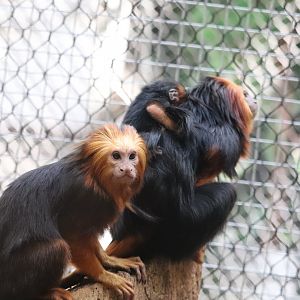 Small Mammal House - Golden-Headed Lion Tamarin