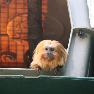 Small Mammal House - Golden Lion Tamarin